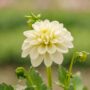Dahlia – Hypnotica White – 6.5″ Pot